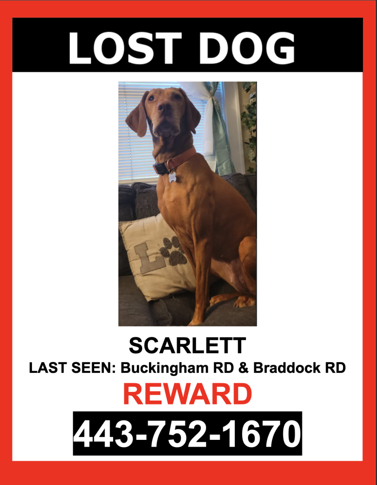 Image of Scarlett, Lost Dog