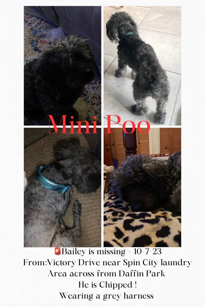 Image of Bailey Hicks, Lost Dog