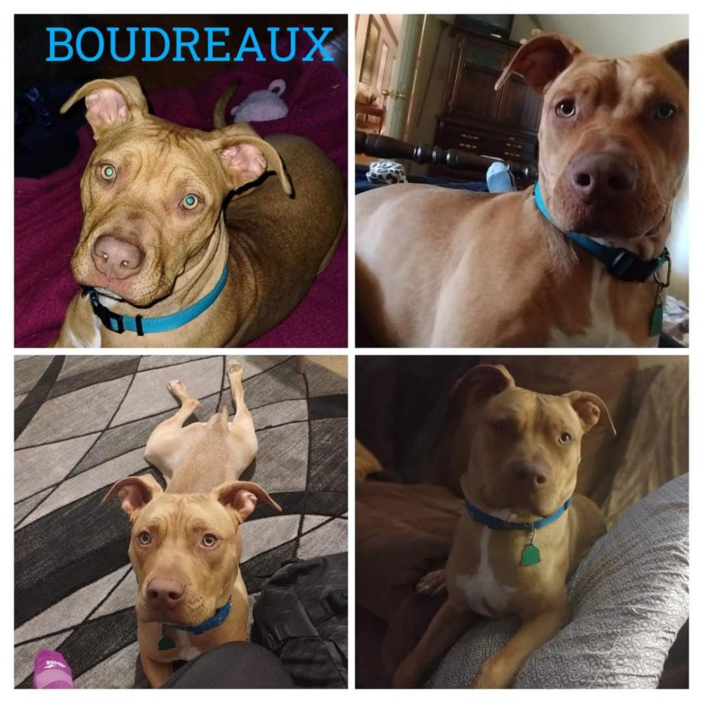 Image of Boudreaux, Lost Dog