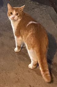 Image of Andy, Lost Cat