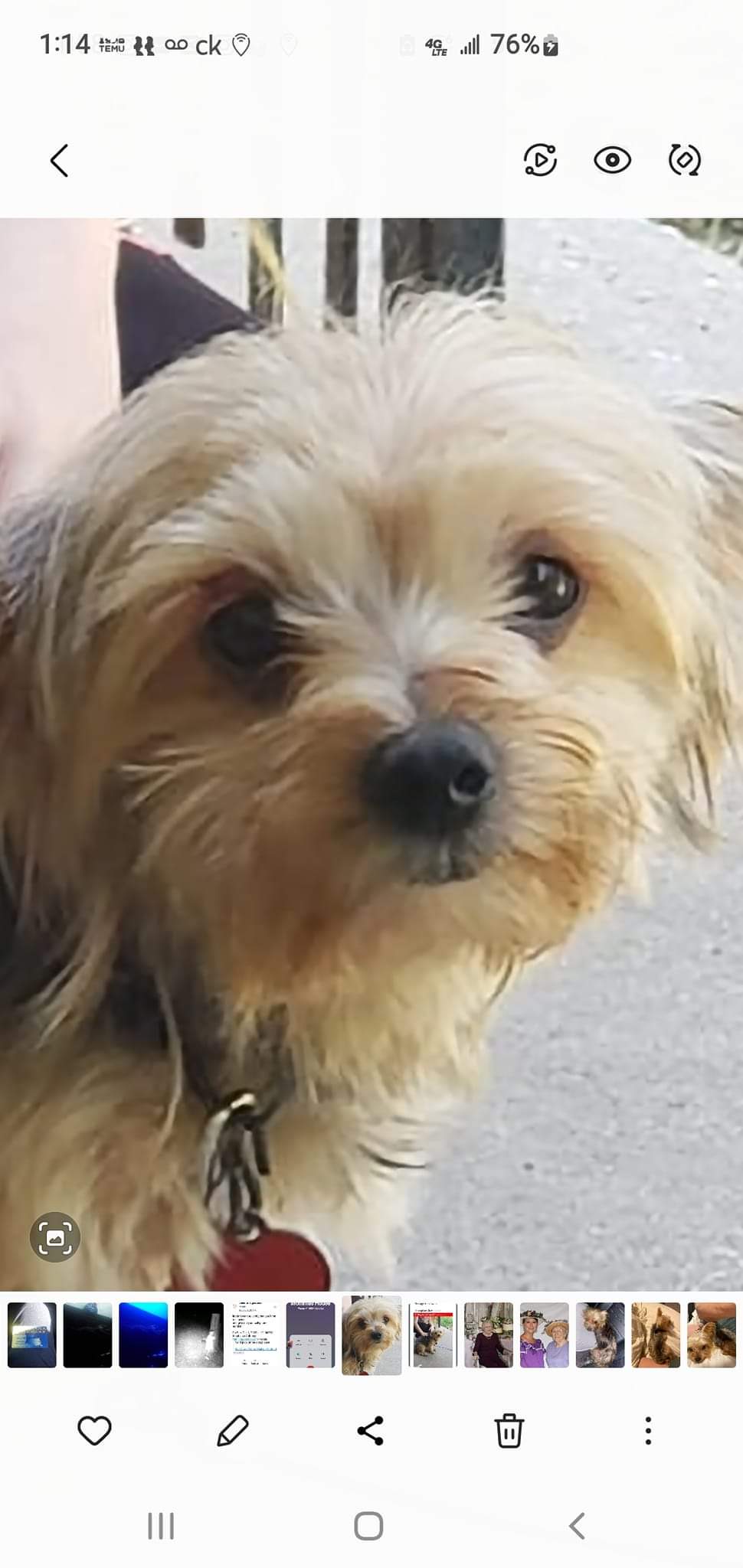 Image of Baby , Lost Dog