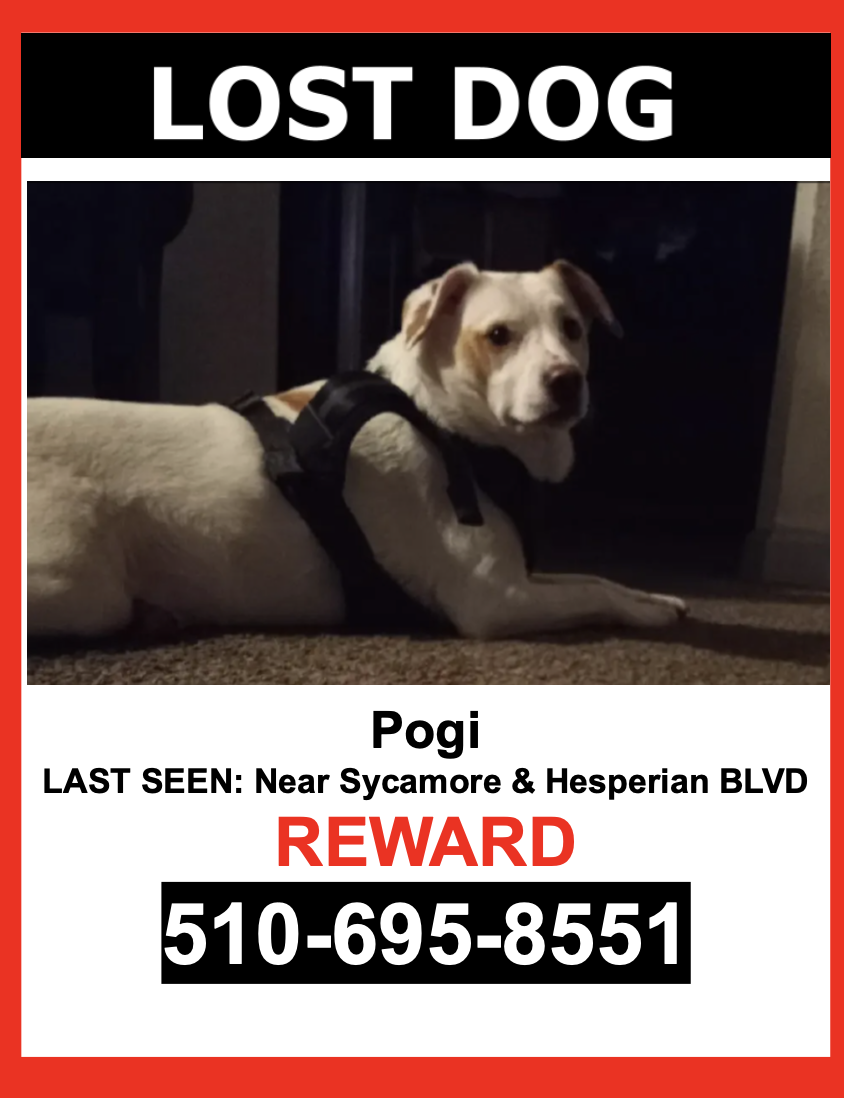 Image of POGI, Lost Dog