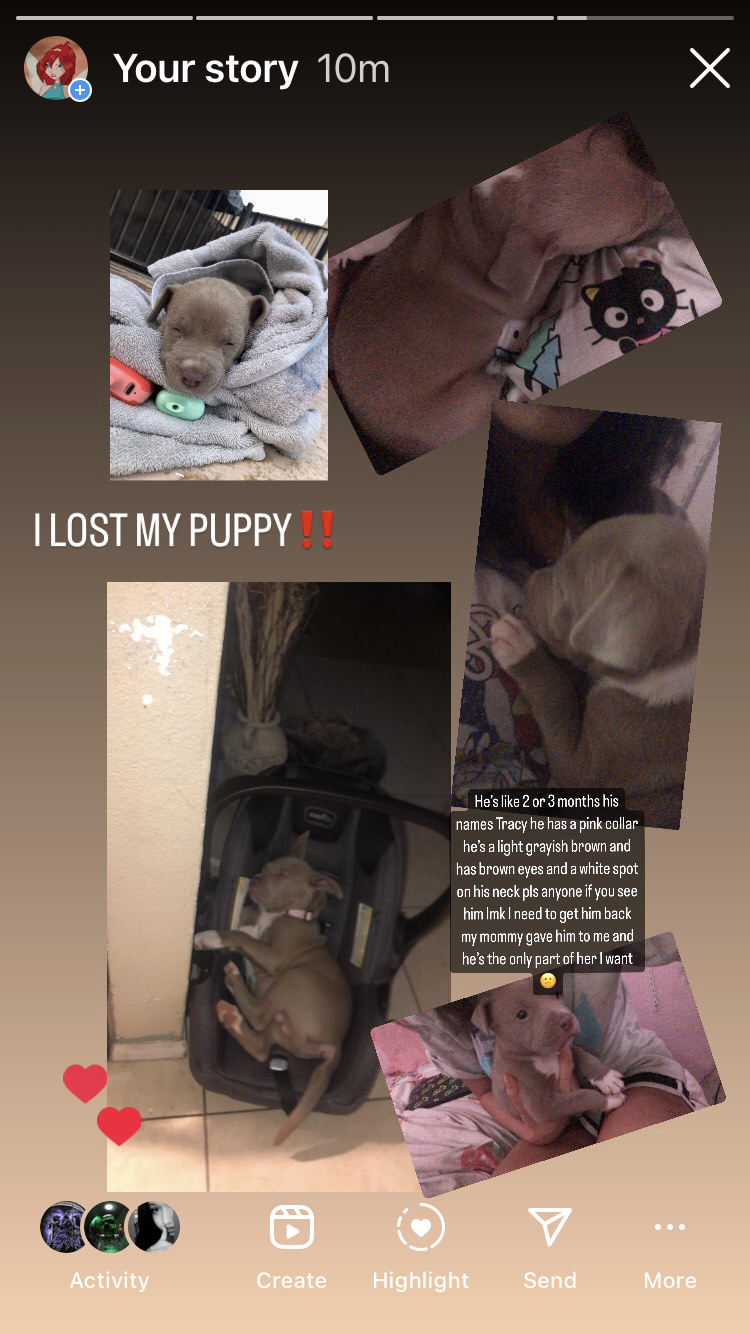 Image of Tracy, Lost Dog