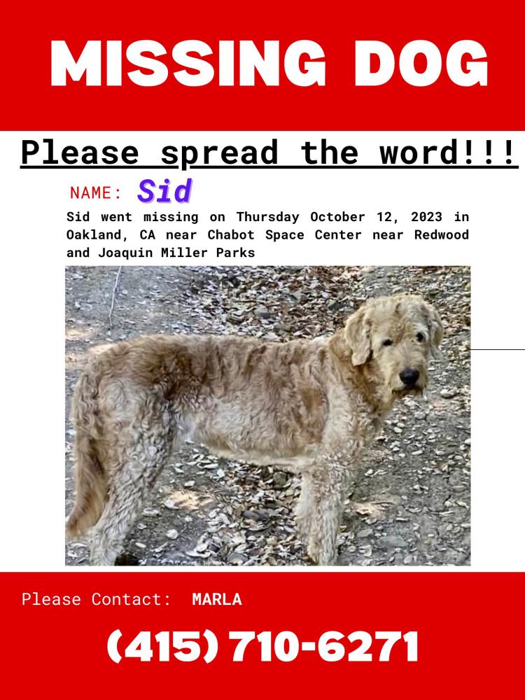 Image of Sid, Lost Dog