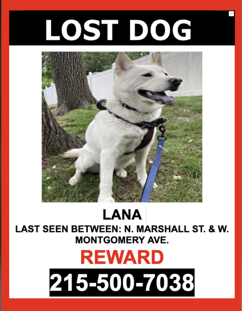 Image of Lana, Lost Dog