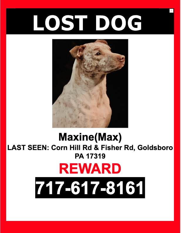 Image of Maxine(Max), Lost Dog