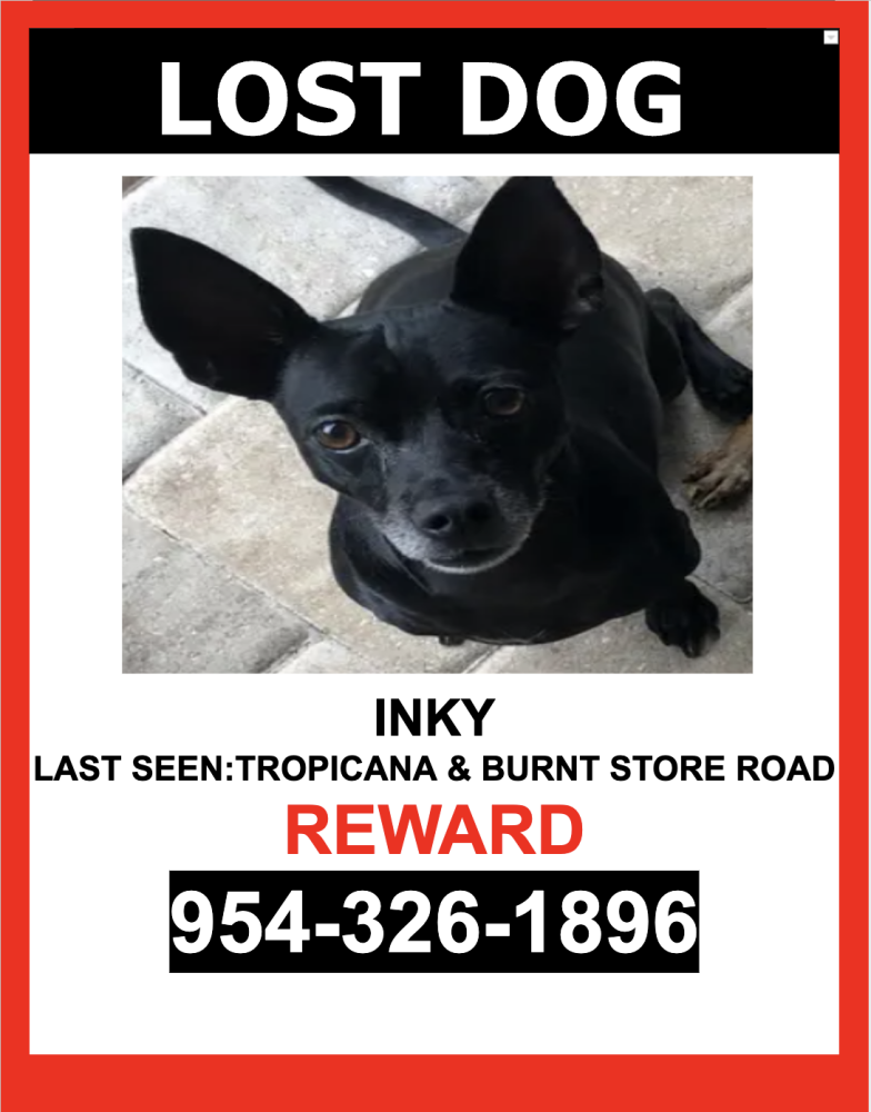Image of INKY, Lost Dog