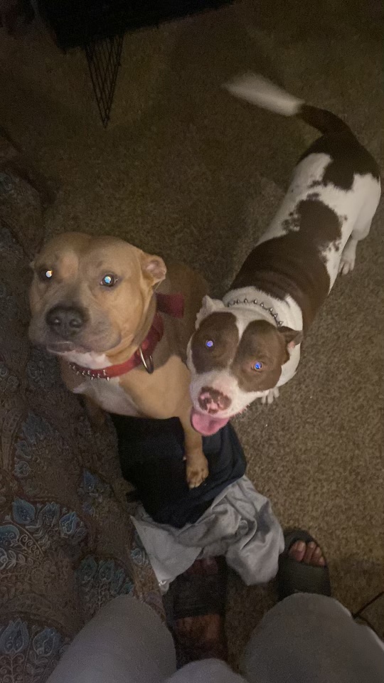 Image of Five and ZeZe, Lost Dog