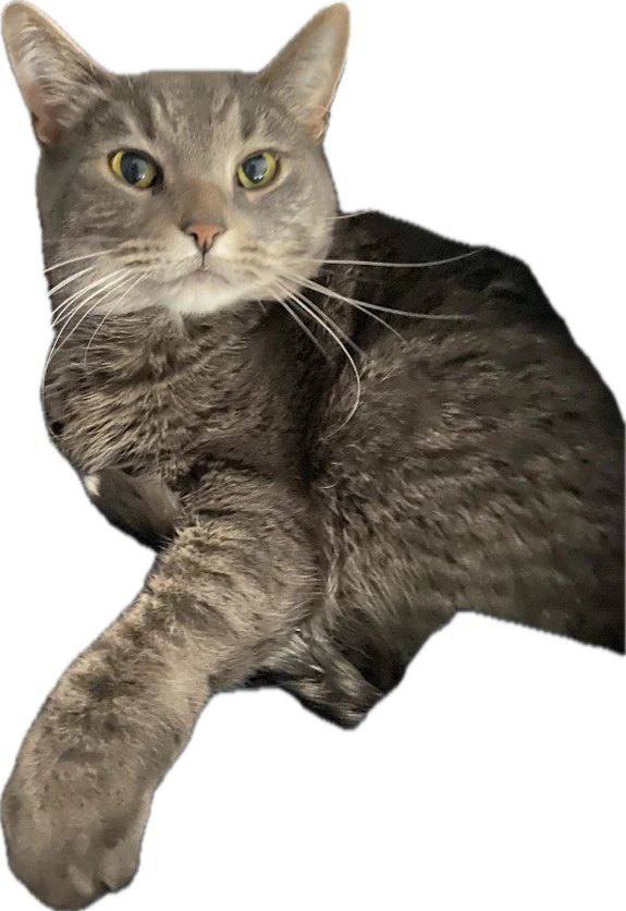 Image of GirlCat, Lost Cat