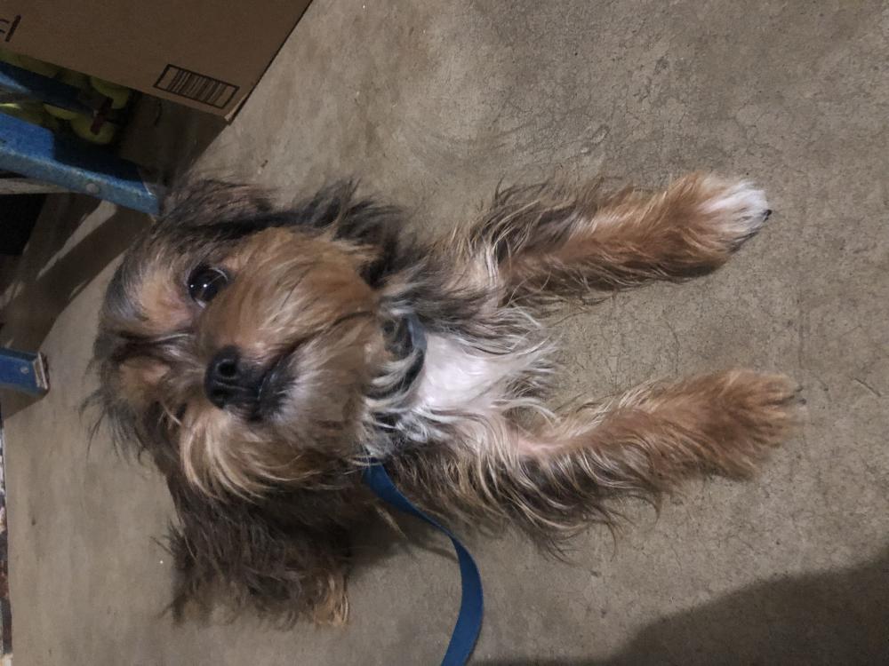 Image of Benz, Found Dog