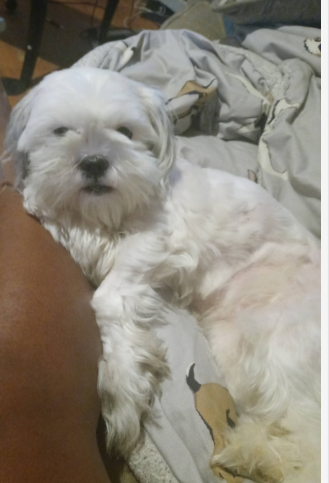 Image of Rosè, Lost Dog