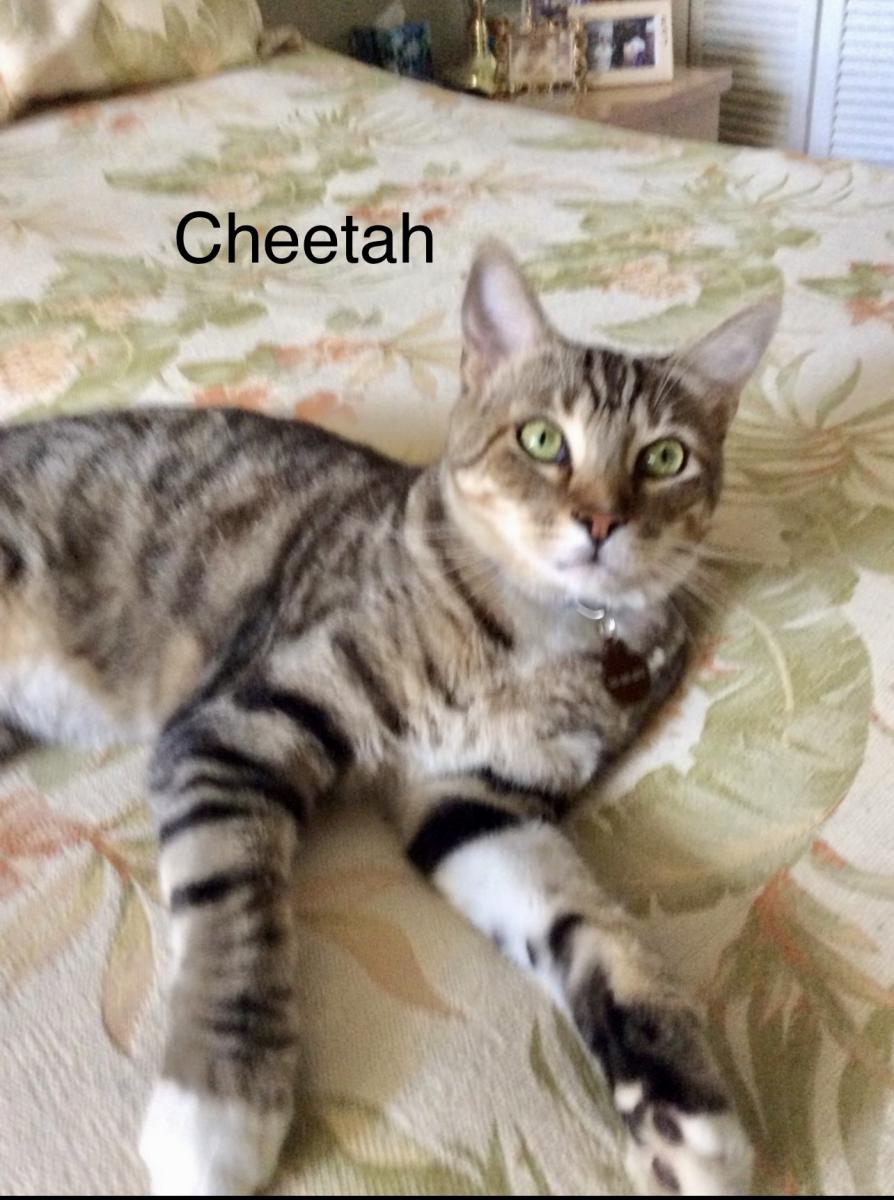 Image of Cheetah, Lost Cat