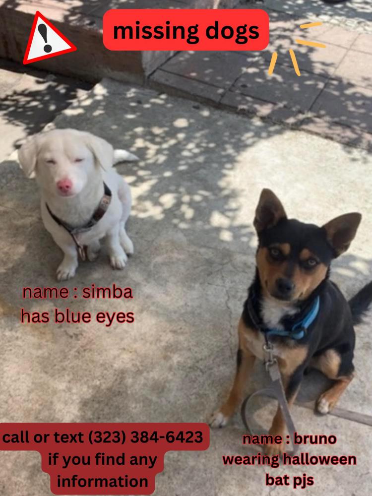 Image of Simba and Bruno, Lost Dog