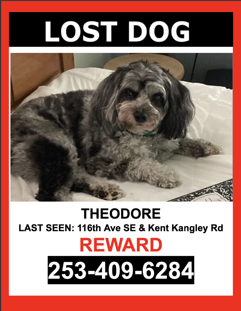 Image of Theodore, Lost Dog
