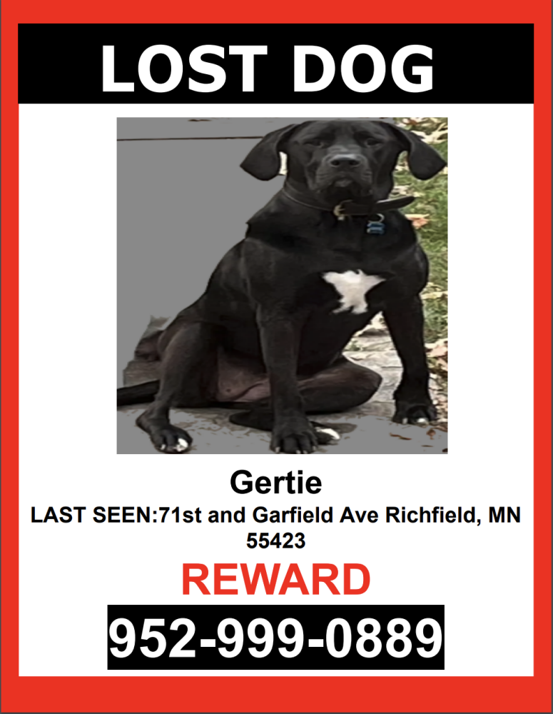 Image of Gertie, Lost Dog