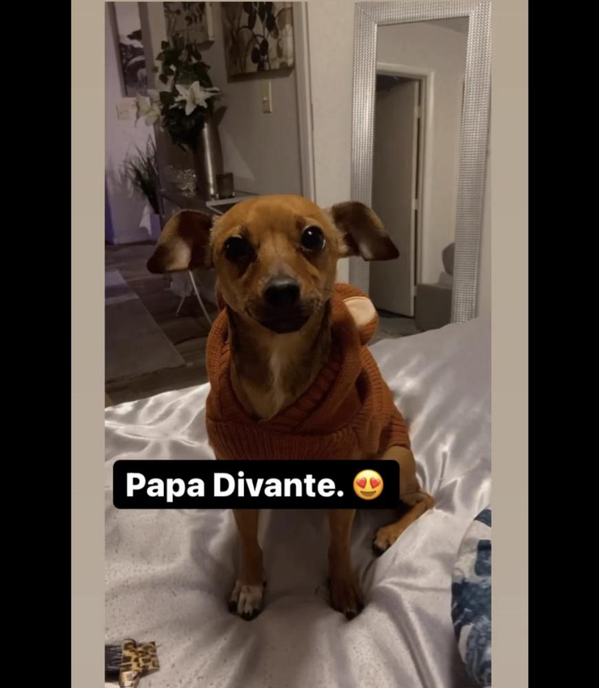 Image of Papa, Lost Dog