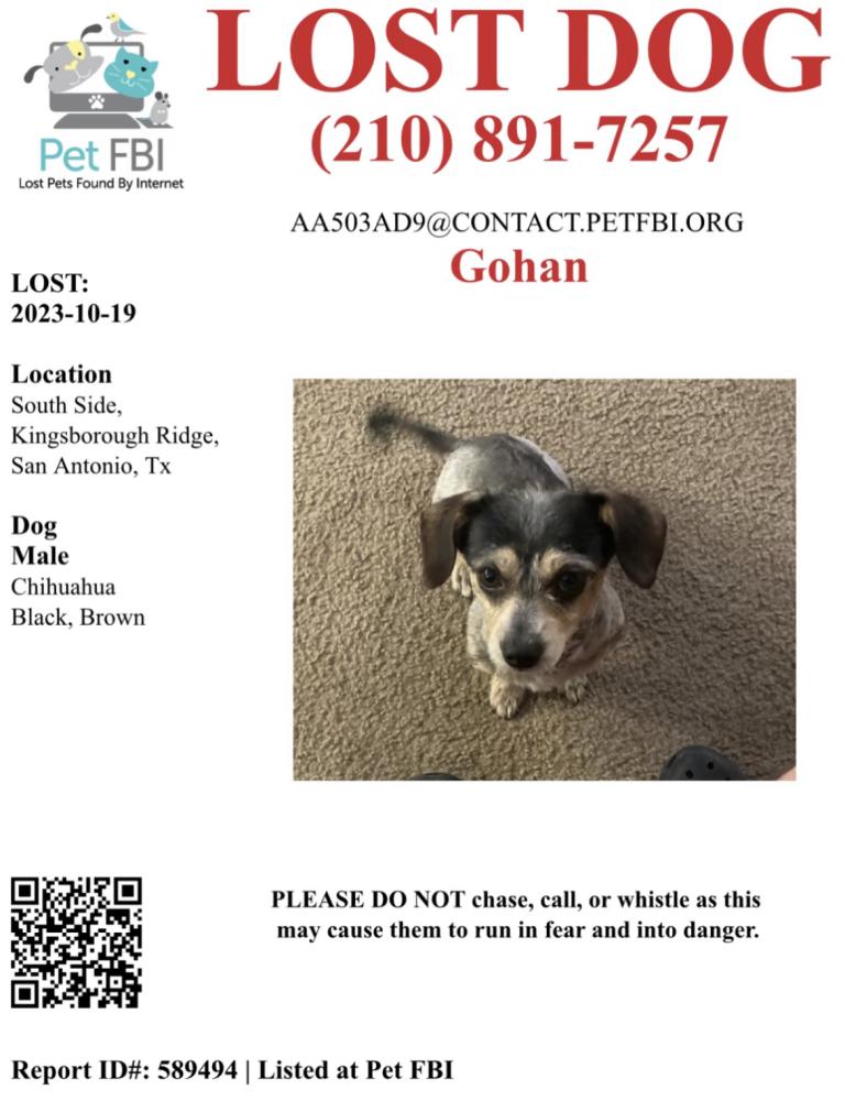 Image of Gohan, Lost Dog