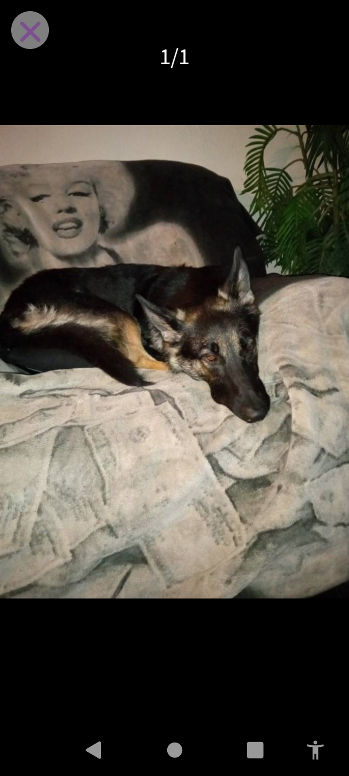 Image of Zena, Lost Dog