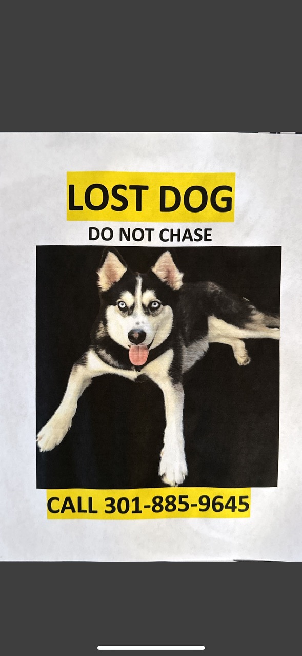 Image of Xoro, Lost Dog