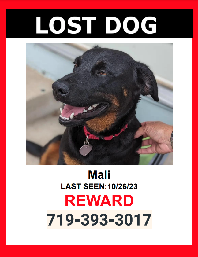 Image of Mali, Lost Dog