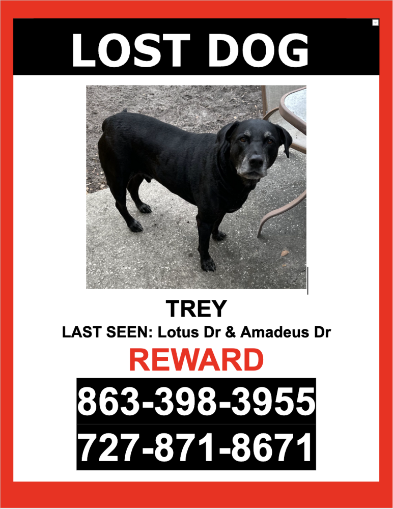 Image of Trey, Lost Dog