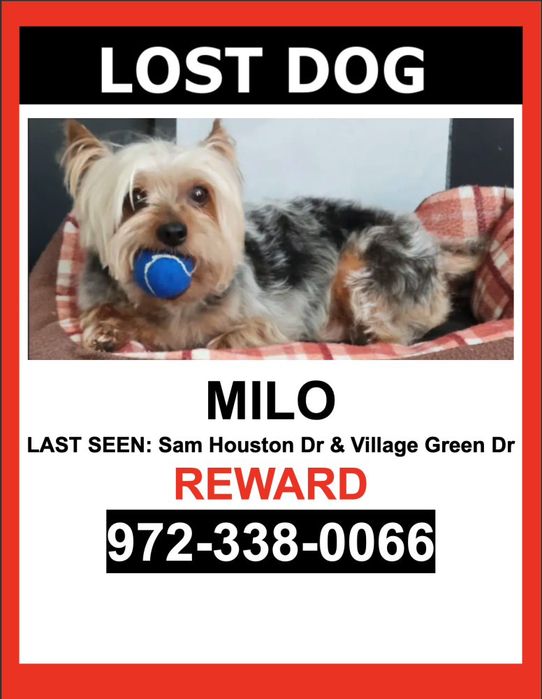 Image of MILO, Lost Dog
