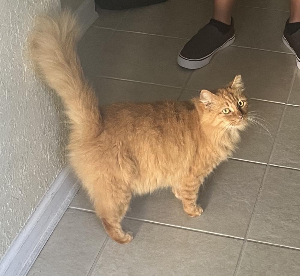Image of Sweets, Lost Cat