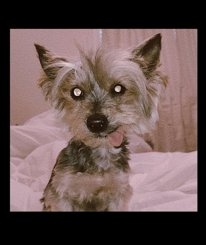 Image of Bella Sanchez, Lost Dog