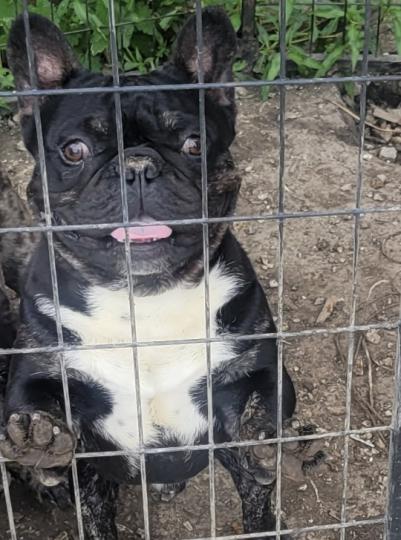 Image of Frenchie, Lost Dog