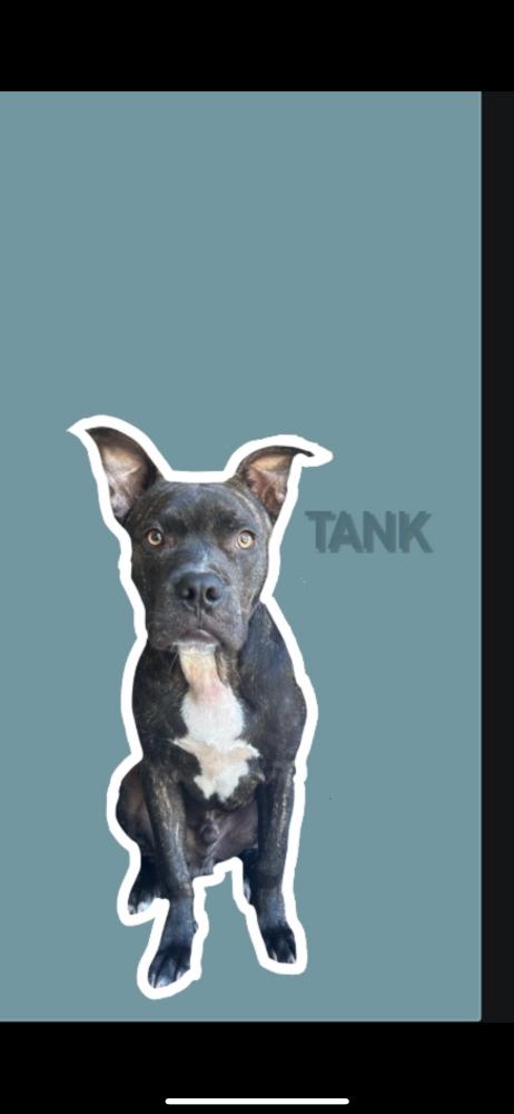 Image of Tank, Lost Dog
