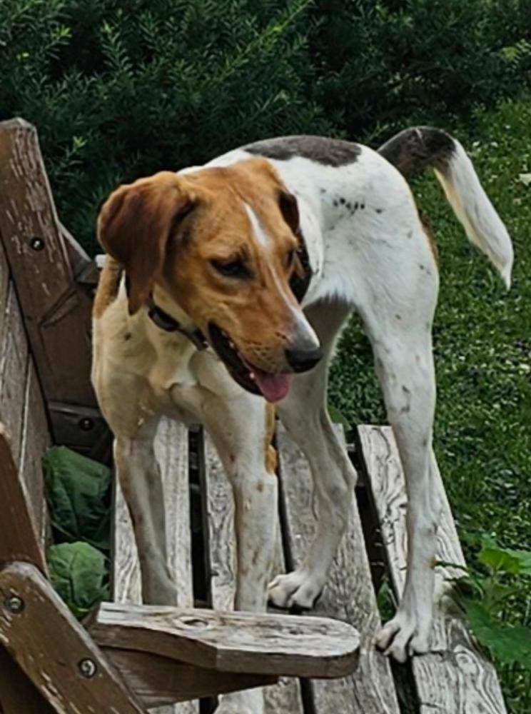 Image of Tessa, Lost Dog