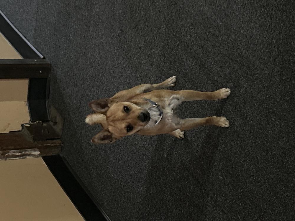 Image of tan chihuahua, Found Dog