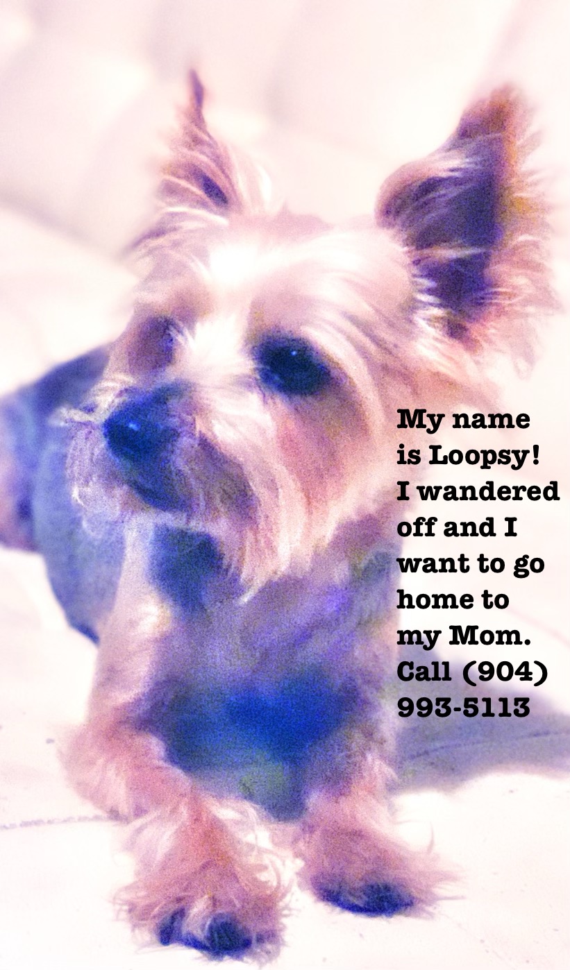 Image of Loopsy, Lost Dog