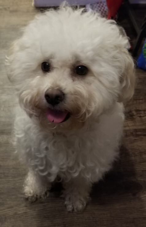Image of Sweety, Lost Dog