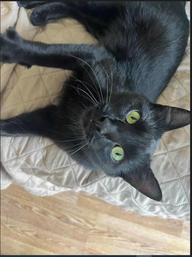 Image of Young black cat, Found Cat