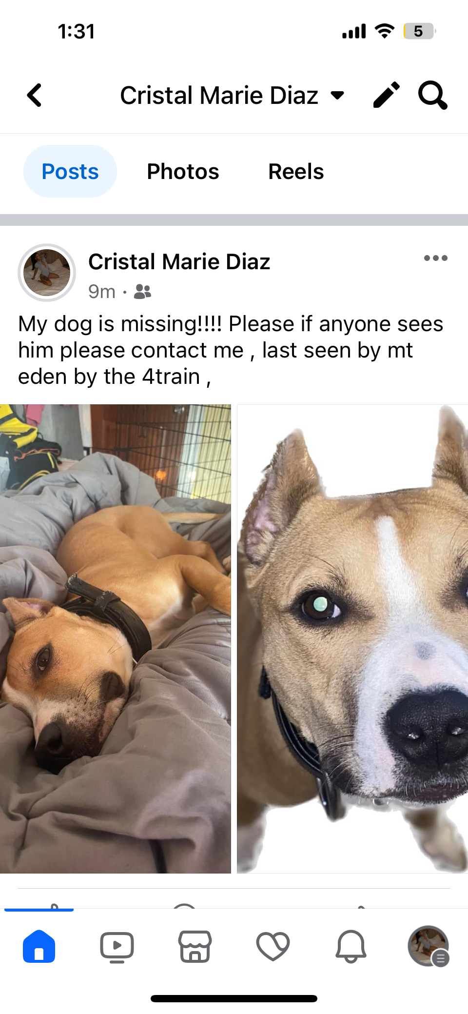Image of Boom, Lost Dog