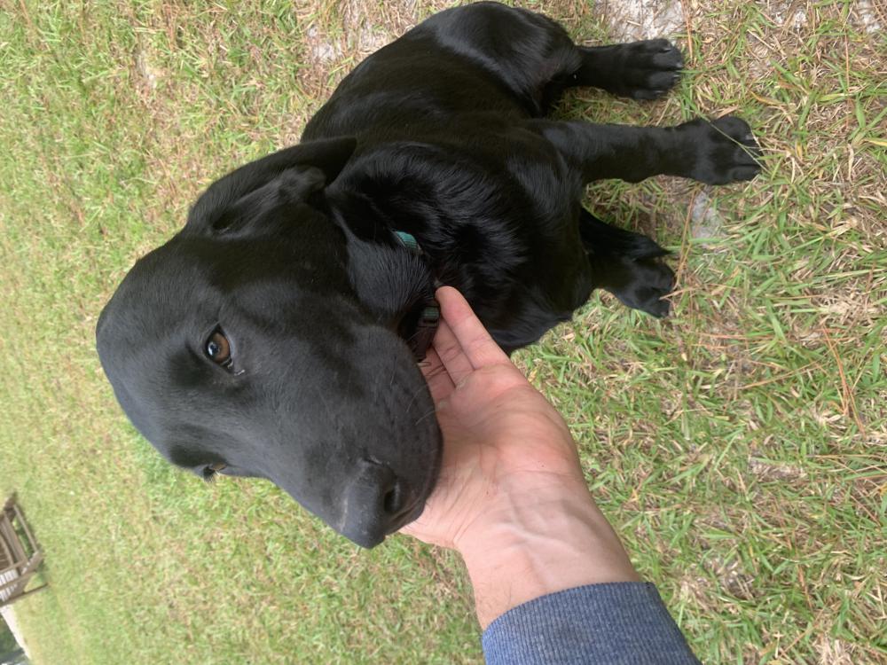 Image of Dux (dukes), Lost Dog