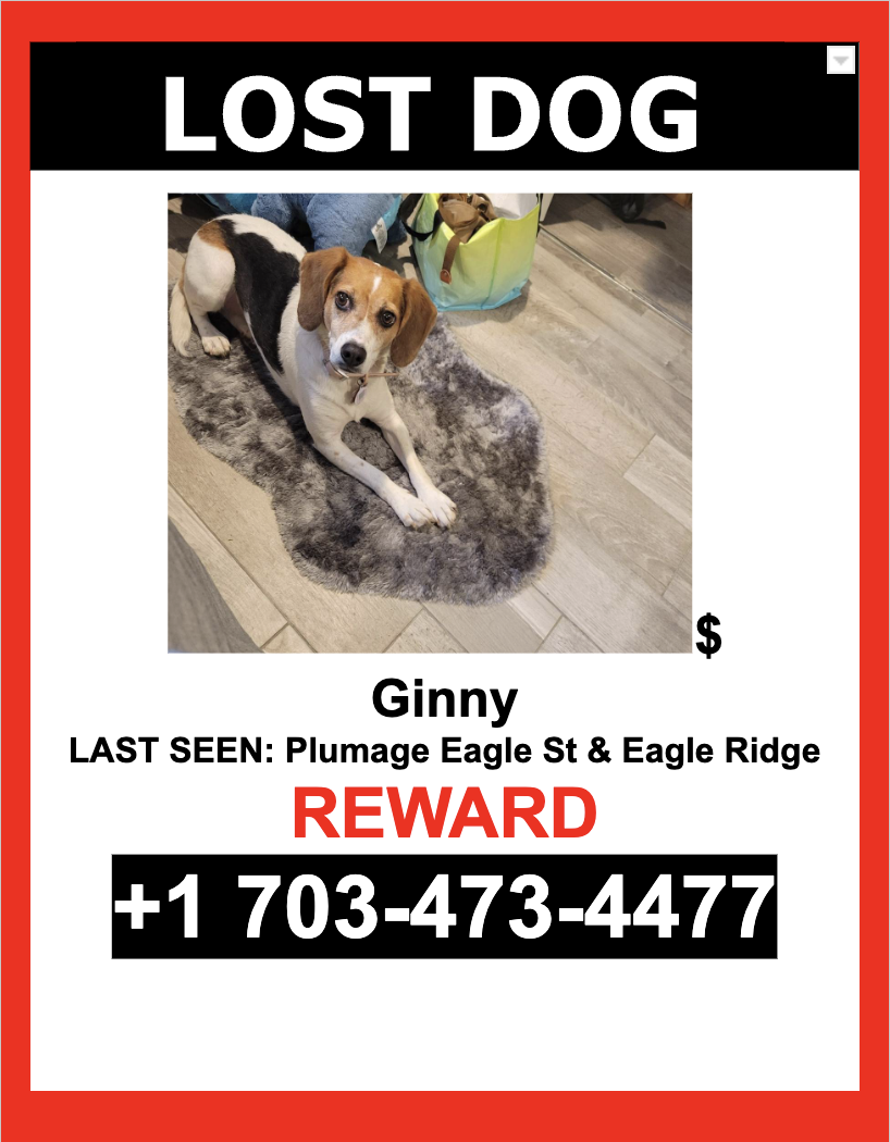 Image of Ginny, Lost Dog