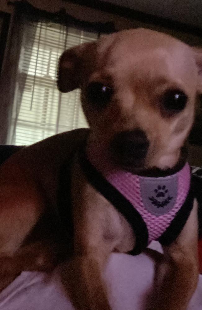 Image of Snookie, Lost Dog