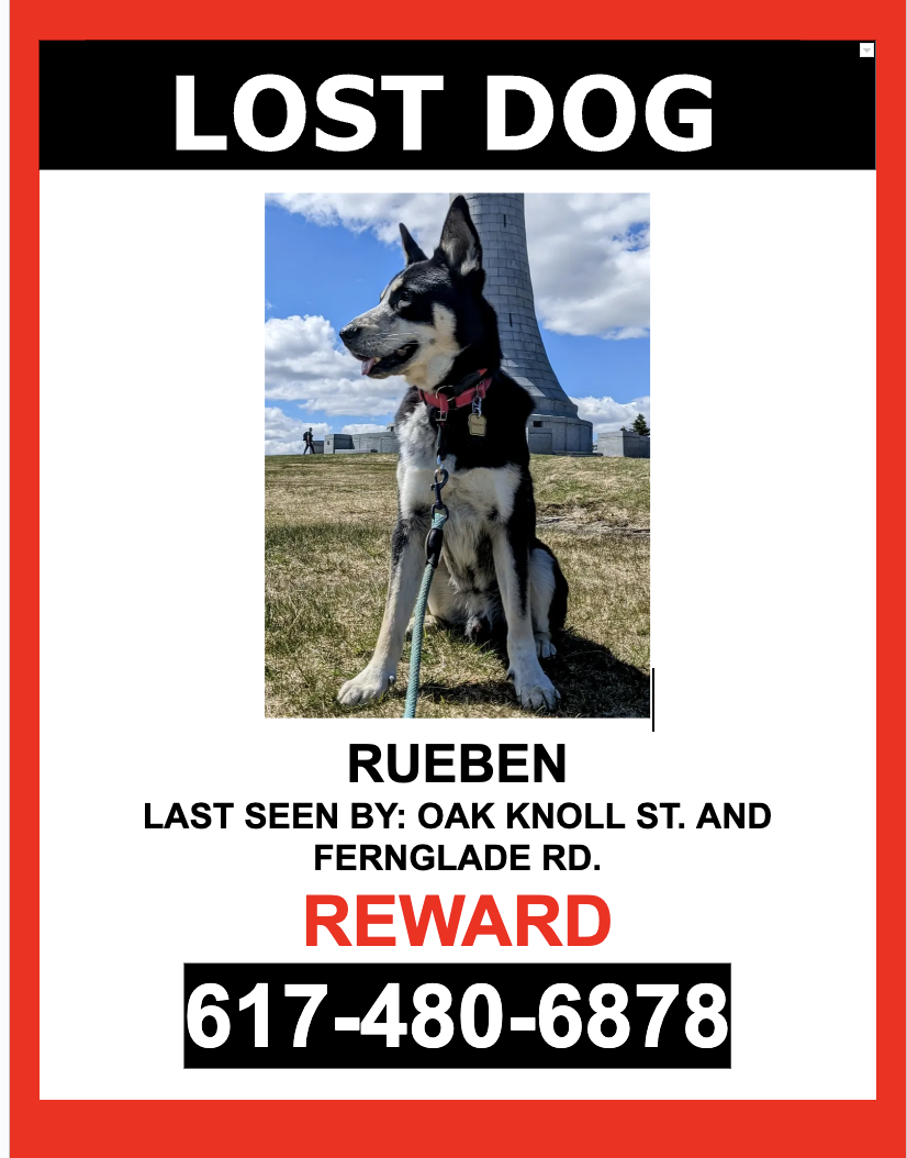 Image of RUEBEN, Lost Dog