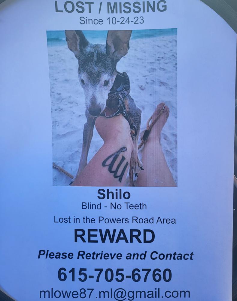 Image of Shilo, Lost Dog