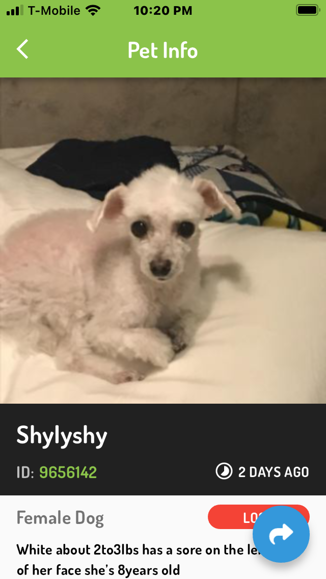 Image of Shyly, Lost Dog
