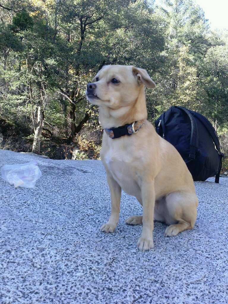Image of Pepita, Lost Dog