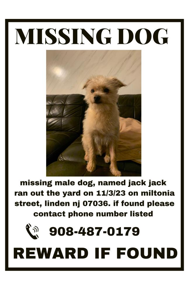 Image of jack jack, Lost Dog