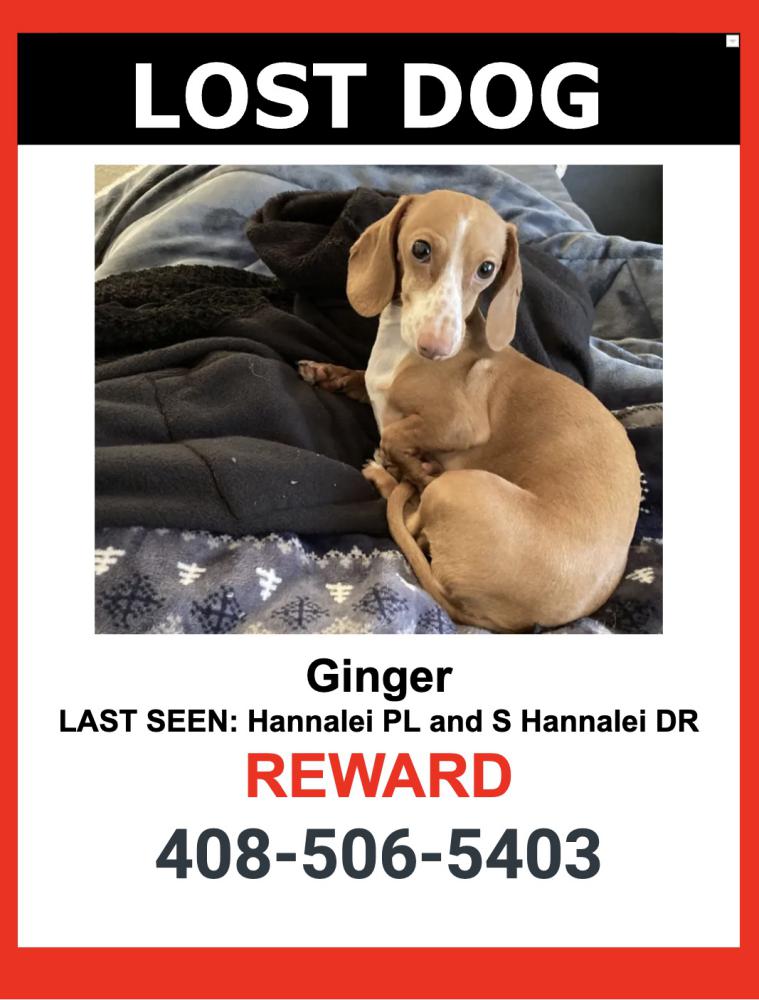 Image of Ginger, Lost Dog
