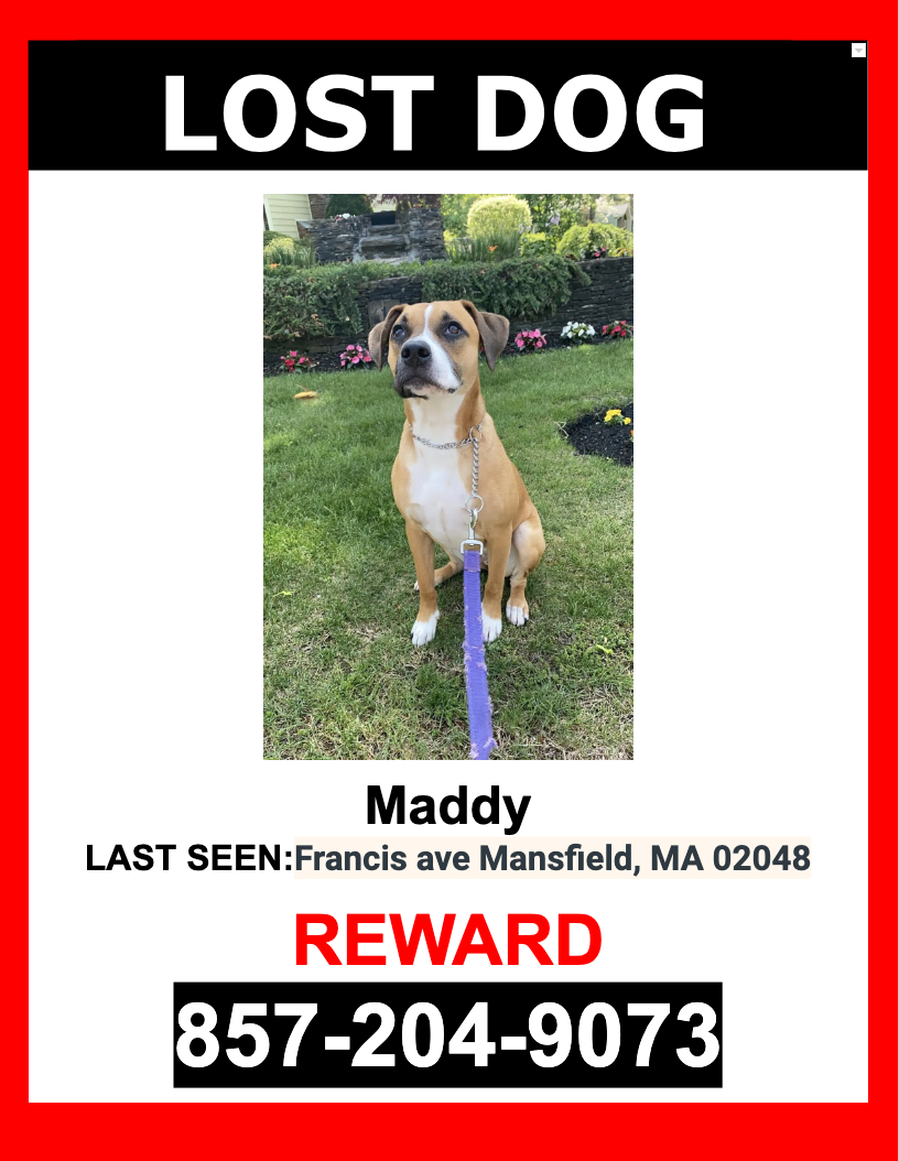 Image of Maddy, Lost Dog