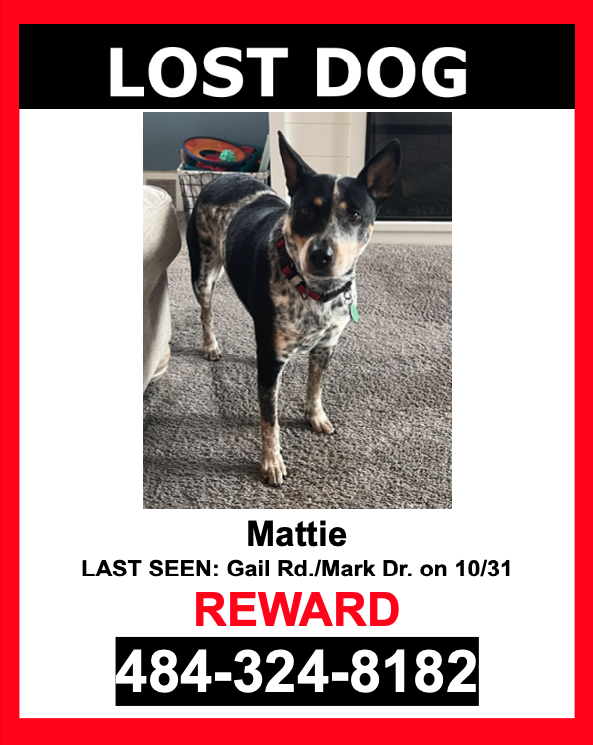 Image of Mattie, Lost Dog