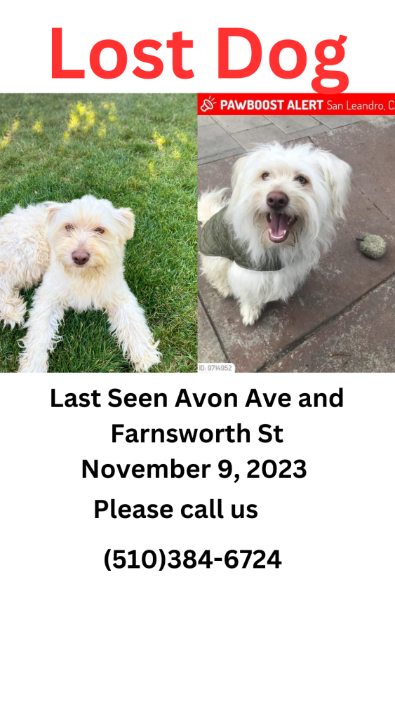 Image of Lucas, Lost Dog