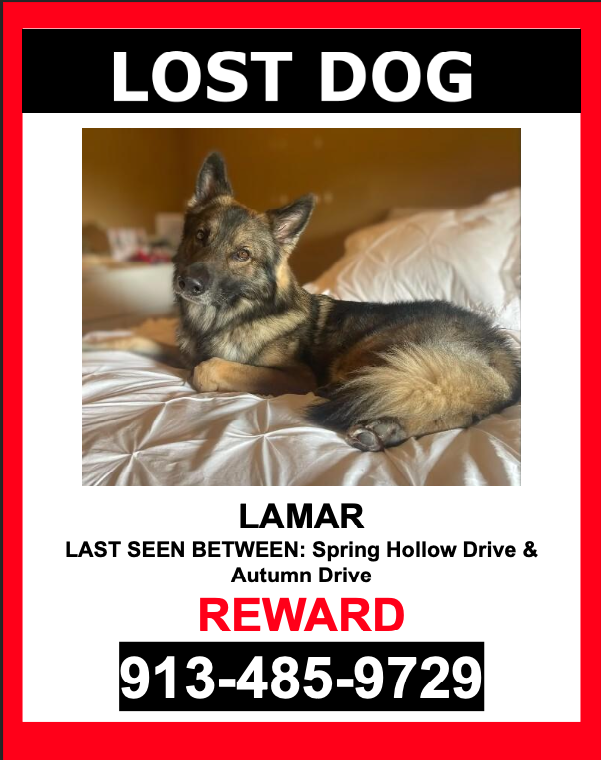 Image of Lamar, Lost Dog