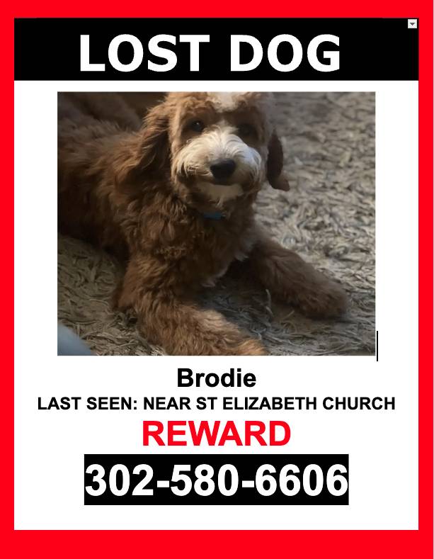 Image of Brodie, Lost Dog